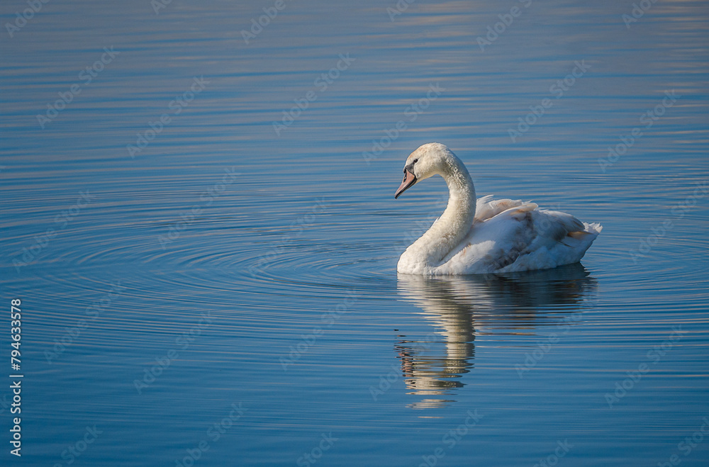 Image of a Mute Swan (Cygnus olor) on blue lake water. Image of a Mute Swan (Cygnus olor) on blue lake water.