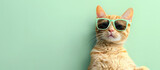 Cat with sunglasses