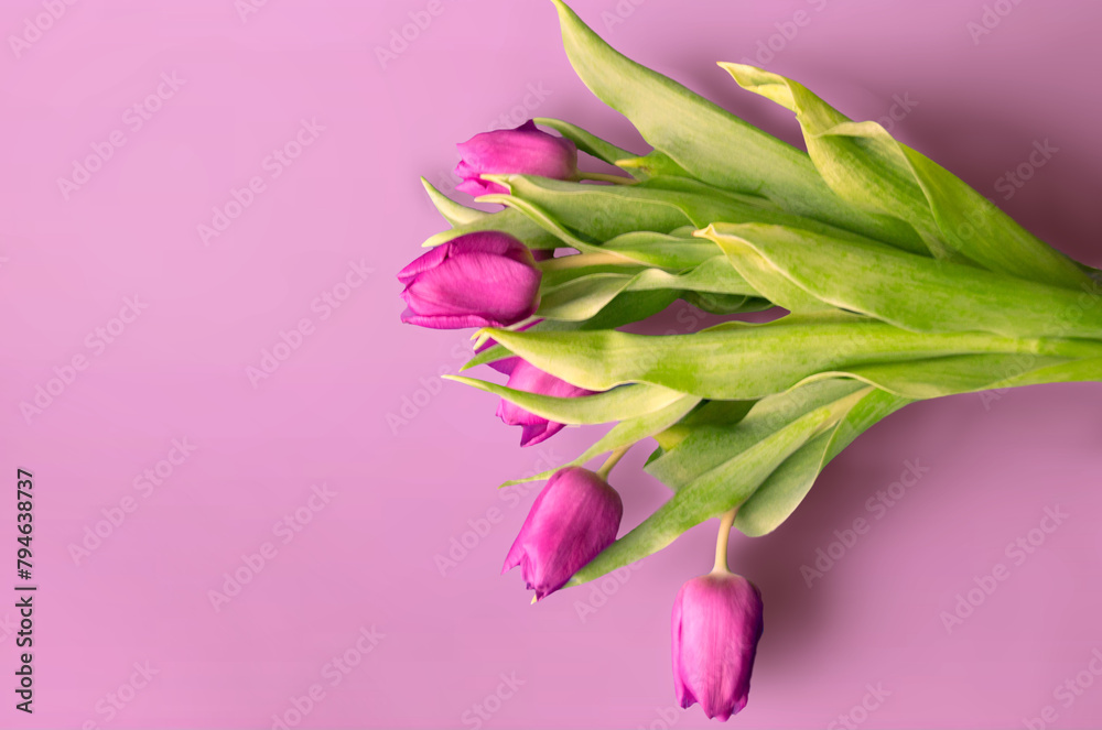 Obraz premium Fresh flower composition, bouquet of bi color tulips