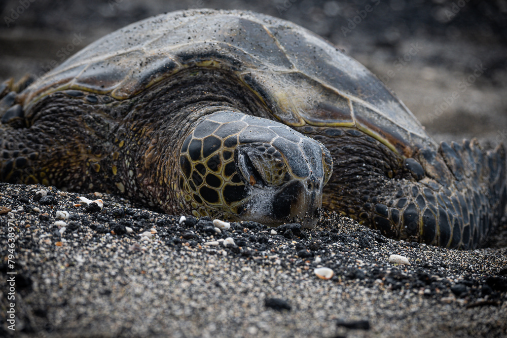 Photography of a Green turtle on volcanic sand beaches of Hawaii, Turtle photos, reptile photographs, national geographic animal photography, tropical animals, high definition photos of turtles