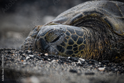 Photography of a Green turtle on volcanic sand beaches of Hawaii, Turtle photos, reptile photographs, national geographic animal photography, tropical animals, high definition photos of turtles