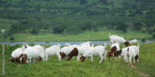A group of large Boer goats grazing in the green pastures of the farm, with a beautiful lake in the background