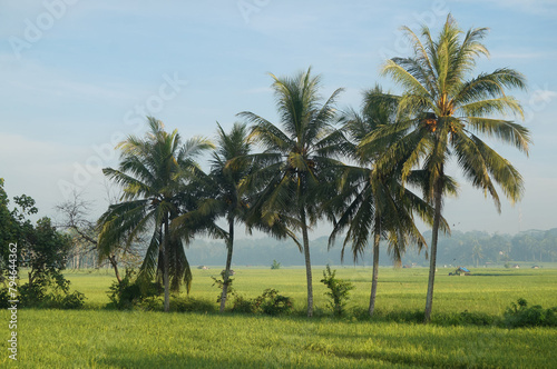 Indonesia, beautiful landscape Rice fields and palm trees.