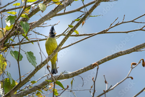 crested finchbill or Spizixos canifrons, a species of songbird, observed in Khonoma in Nagaland, India photo