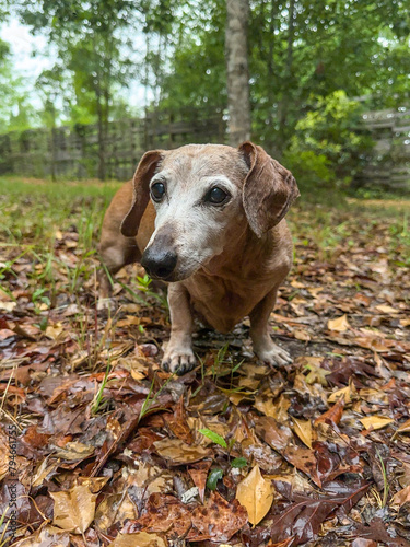 Brown Male Miniature Dachshund Dog standing in damp leaves outside looking at camera