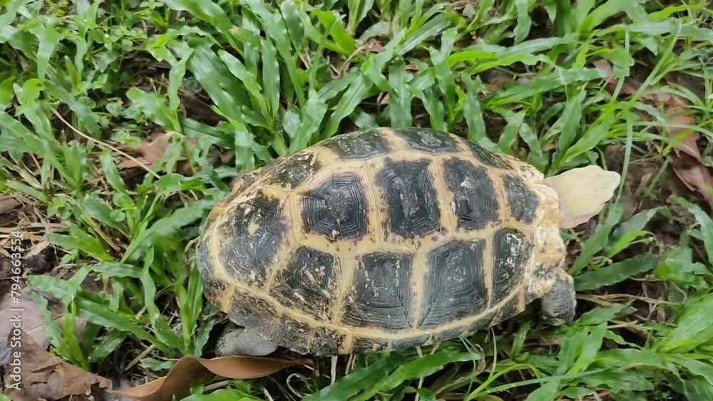 Turtle close up walking green grass,Thailand Turtle close up walking green grass,Thailand