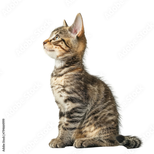 A charming tabby kitten sits on a soft light background standing out against a clear transparent background