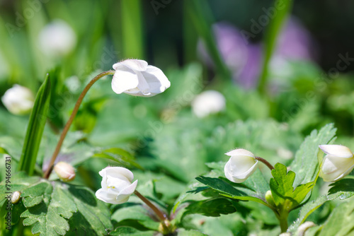 美しいユキワリソウ（サクラソウ科）の花。
Beautiful Hepatica, Kidneywort, Livewort (Primula farinosa subsp. modesta, Primulaceae) flowers.
日本国神奈川県相模原市の里山にて。
2022年4月撮影。

神奈川県の郊外にある美しい里山。
丘の周囲には貴重なカタクリの群生がある。
その他にもホウキモモやミツマ photo
