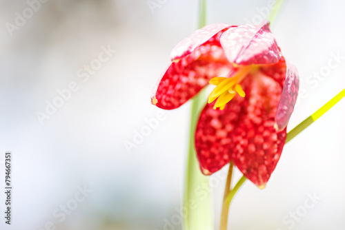 美しいコシノコバイモ（ユリ科）の花。
Beautiful Koshinokobaimo (Fritillaria koidzumiana, Liliaceae) flowers.
日本国神奈川県相模原市の里山にて。
2022年4月撮影。

神奈川県の郊外にある美しい里山。
丘の周囲には貴重なカタクリの群生がある。
その他にもホウキモモやミツマタ、各種桜、梅の花木。
スプリング・エフェメラル（春の妖 photo