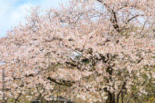 桜　花　スロー　風に吹かれて揺れる　イメージ