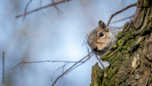 Portrait of Squirrel in the woods.