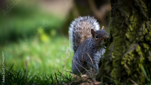 Portrait of Squirrel in the woods.