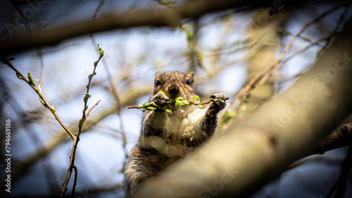 Portrait of Squirrel in the woods.