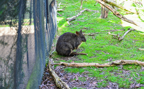 Kangaroo on grass  Moonlit sanctuary  Melbourne  Australia