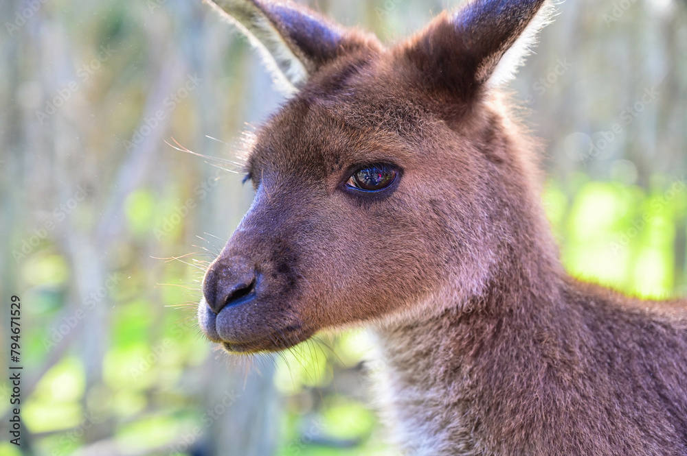 Fototapeta premium Kangaroo on grass, Moonlit sanctuary, Melbourne, Australia