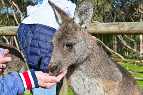 People feeding Kangaroo, Moonlit sanctuary, Melbourne, Australia photo