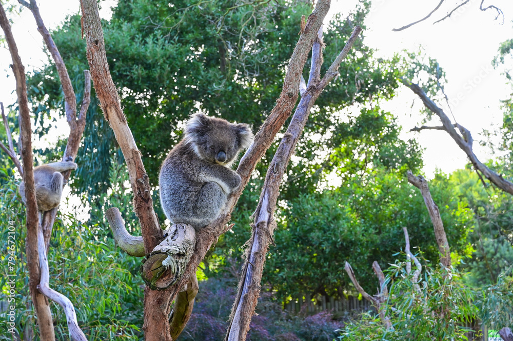 Fototapeta premium Koala on the tree, Moonlit sanctuary, Melbourne, Australia