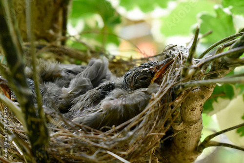 Two sparrows with complete feathers and strong wings ready to leave the nest on the palm trees. 