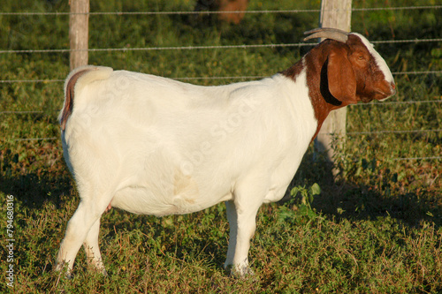 Beautiful female Boer Goats on the farm	