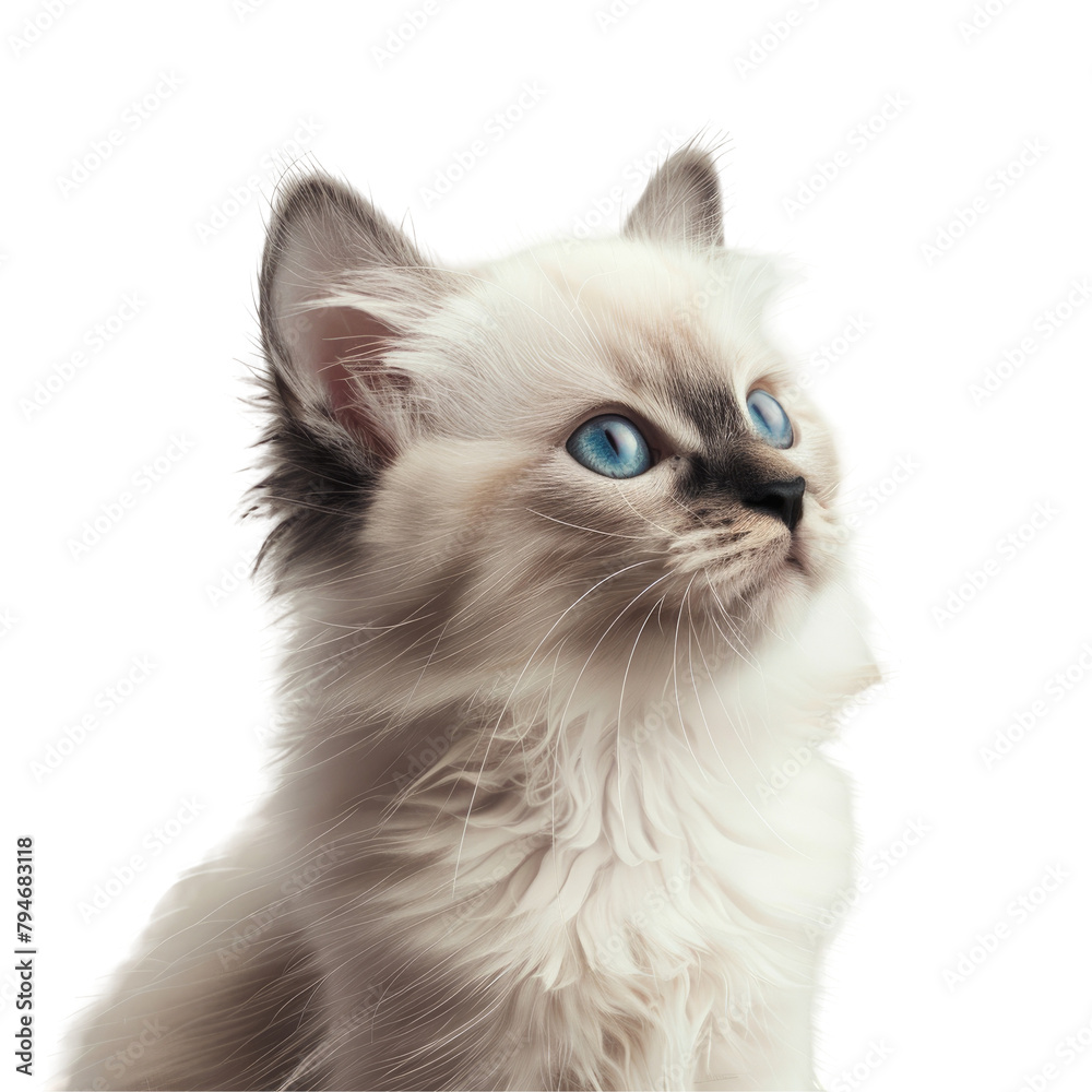 A charming Sacred Birman kitten is beautifully featured against a soft beige elegantly isolated on transparent background