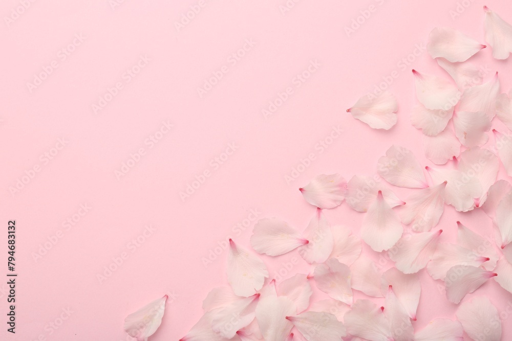 Obraz premium Beautiful spring blossoms petals on pink background, flat lay. Space for text
