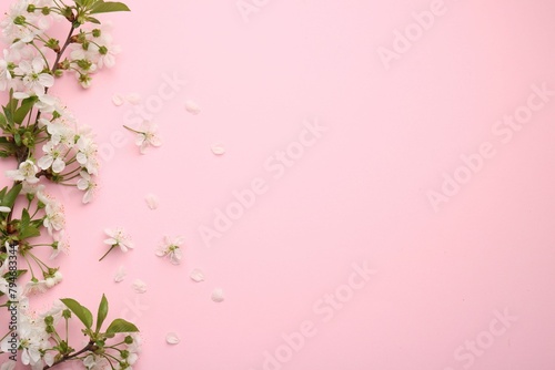 Spring tree branch with beautiful blossoms and petals on pink background, flat lay. Space for text