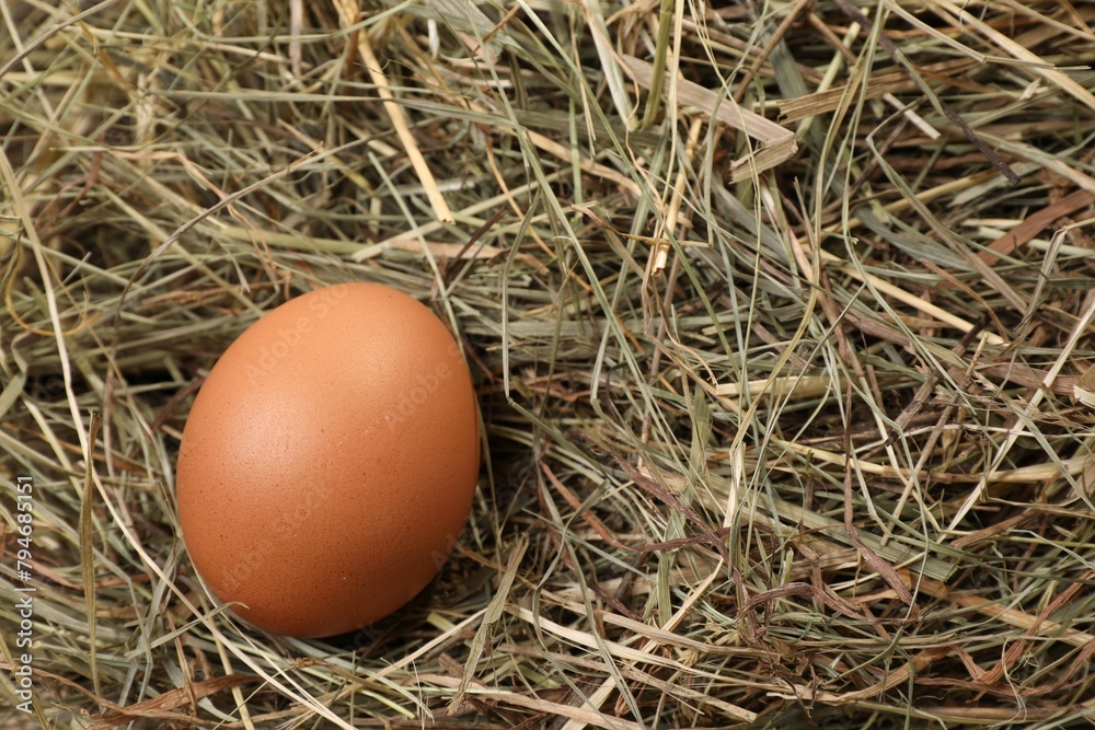 Fresh raw chicken egg on dried hay