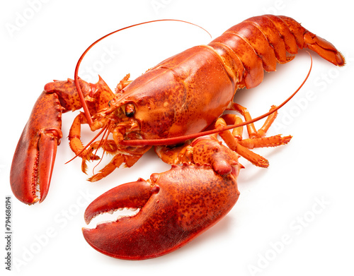 Red Lobster isolated on white, Steam Canadian lobster isolated on white background With clipping path.