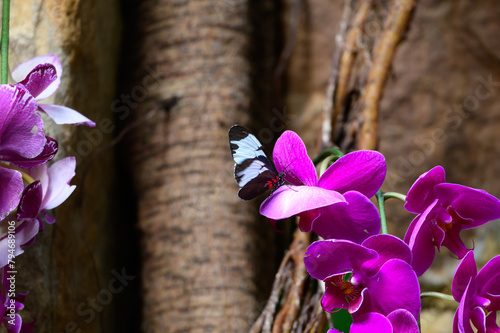 A Blue and White Longwing Butterfly at a Botanical Gardens Exhibit in Grand Rapids, Michigan. photo