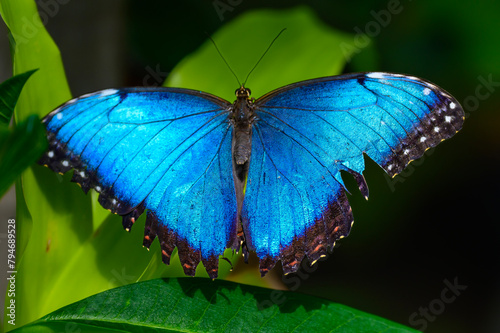 A Common Blue Morpho Butterfly at a Botanical Gardens Exhibit in Grand Rapids, Michigan.