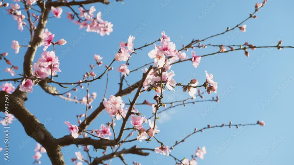 Lavishly blossoming flowers early in the spring mark the start of new life. Close-up of the bright-colored almond tree branches floating against the blue sky. High quality 4k footage Lavishly blossoming flowers early in the spring mark the start of new life. Close-up of the bright-colored almond tree branches floating against the blue sky. High quality 4k footage