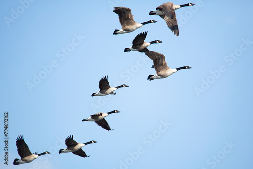 Group of Canada geese in flight in South Windsor, Connecticut.