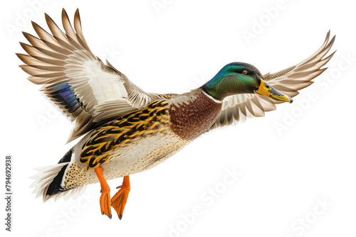 A mallard duck captured mid-flight photo