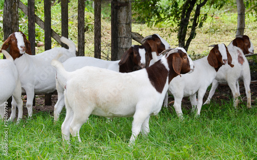 A group of great Boer goats grazing on the farm's green pastures
