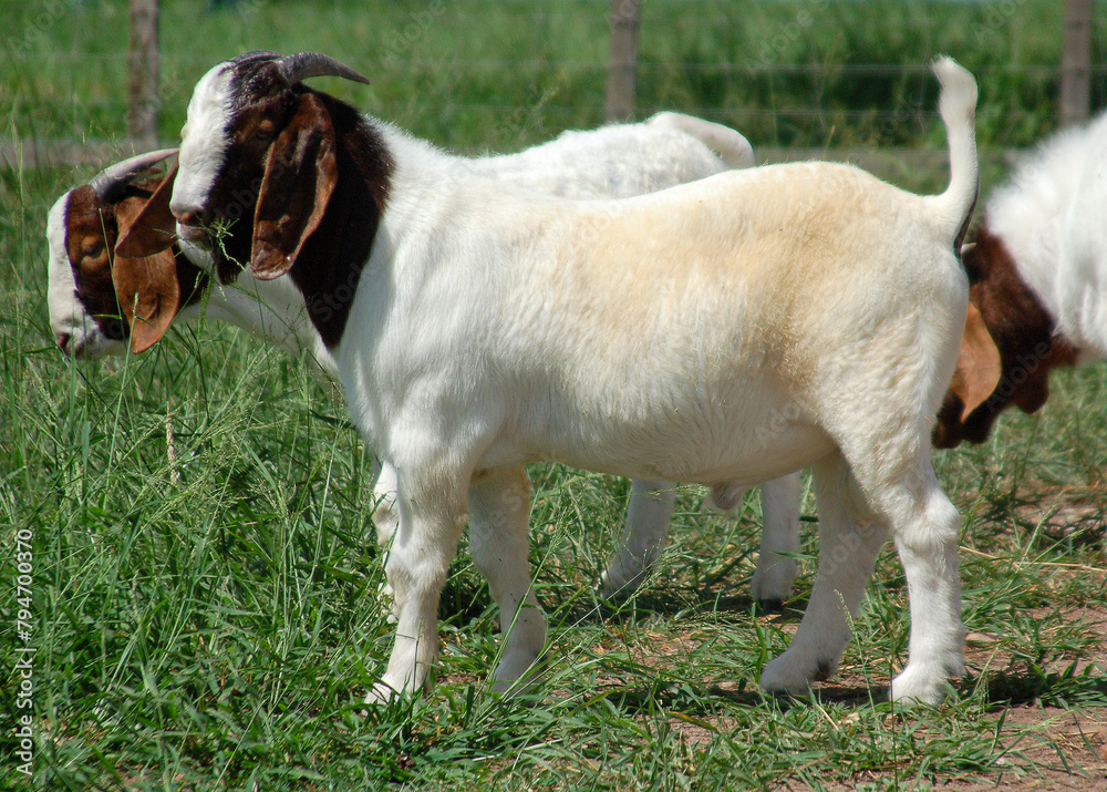 Boer goats resting in the farm pasture Boer goats resting in the farm pasture