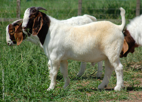 Boer goats resting in the farm pasture