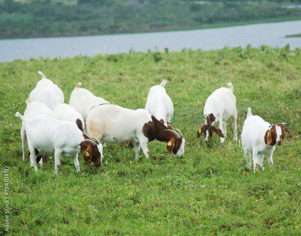 A group of large Boer goats grazing in the green pastures of the farm, with a beautiful lake in the background A group of large Boer goats grazing in the green pastures of the farm, with a beautiful lake in the background