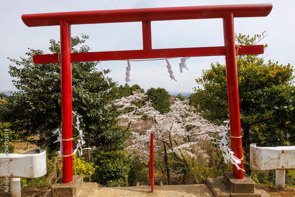 赤い鳥居と満開に咲く美しいソメイヨシノ（バラ科）の花の木。
Red torii gate and beautiful Someiyoshino sakura (Cerasus x yedoensis, cherry blossom, Rosaceae) flowering trees in full bloom.
日本国神奈川県相模原市の里山にて。
2022年4月撮影。

神奈川県の郊外にある美し