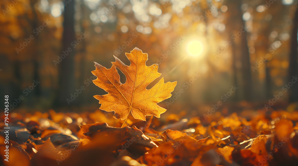Image of oak leaves swirling to the ground, autumn