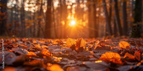Sunset rays shining through a forest  illuminating the vibrant autumn leaves scattered on the forest floor.