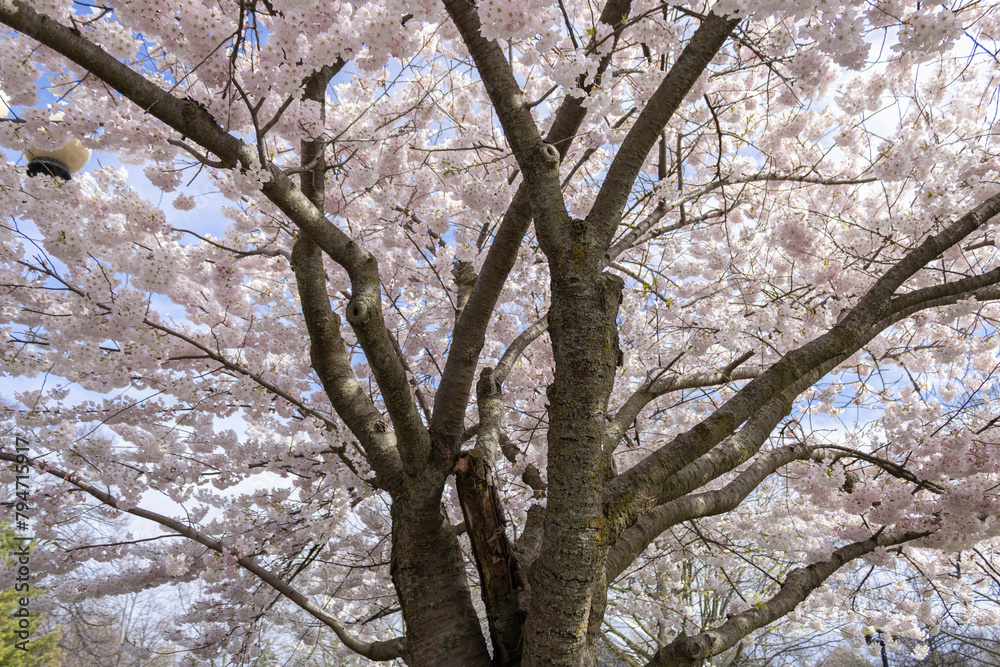 Cherry Blossoms at the Canadian National Exhibition Cherry Blossoms at the Canadian National Exhibition