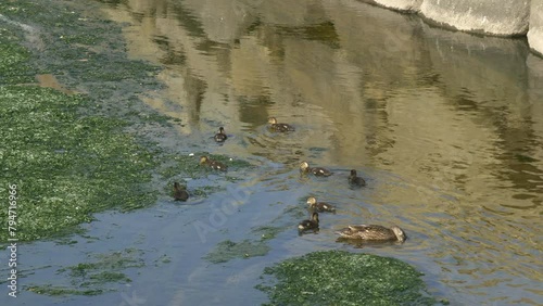 Family of mallard ducks. Mother duck and many ducklings, swimming on river in spring. Slow motion.