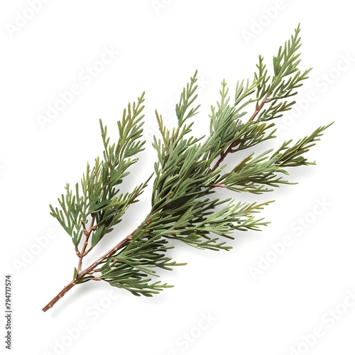 branch of pine tree on white background,  Juniperus squamata or Himalayan juniper twig isolated on white background photo