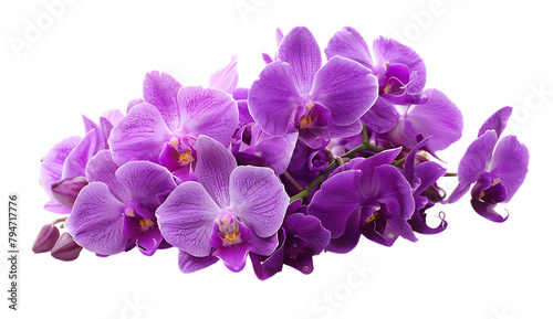 A bouquet of purple orchids flowers isolated on a white background