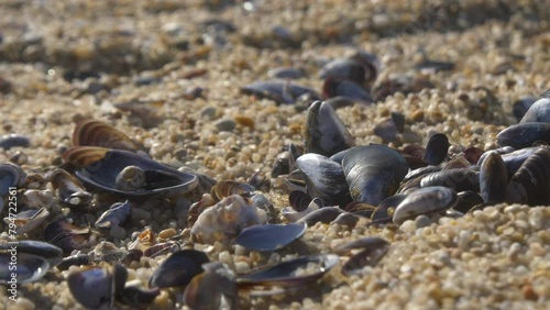 Seashells and mussels lying on the beach. Close up, shallow depth of field. Slow pan right.