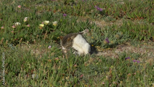 Domestic cat preening on beach, surrounded by wild beach flowers. Slow zoom in.