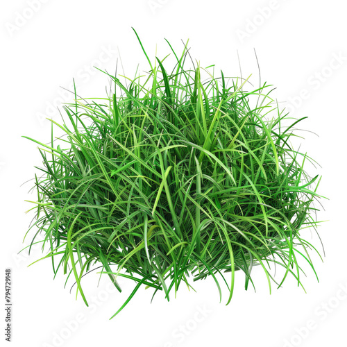 Green gras of sea isolated on transparent background