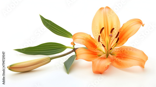 Orange tiger lily isolated on white background, Flower bud of the daylily. Isolated on white, Tiger lilies on white background ,  lily flower on white background, Flat lay, top view