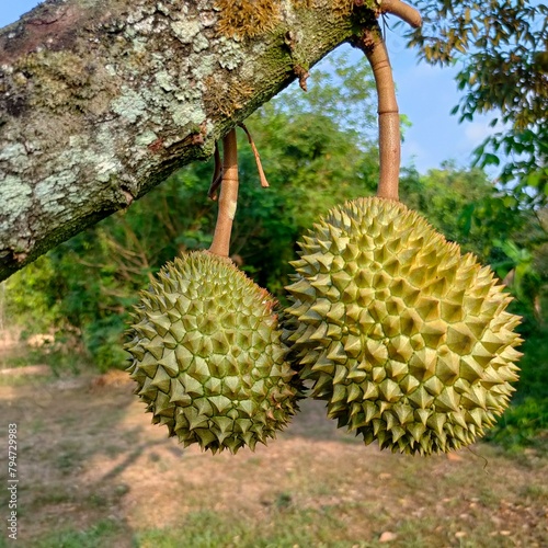 Durians on the tree plantation orchard .fresh durian fruit on tree King of fruit in the tropical area in Chanthaburi Thailand.