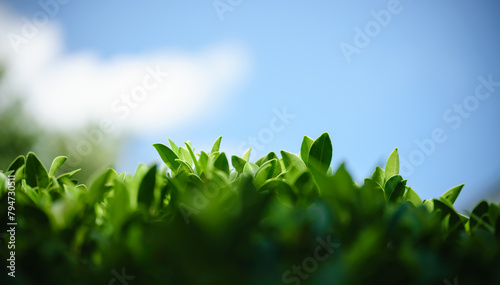 Closeup of beautiful nature view green leaf with blue sky and cloud in garden with copy space using as background cover page concept.